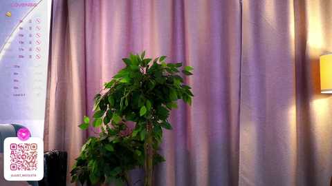 Media: Video of a small indoor space with a green ficus tree in a pot, pastel-pink curtains, a calendar on the left, and a modern lamp on the right.