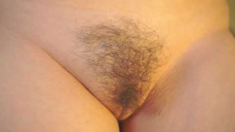 Media: Video of a light-skinned person's pubic area, showcasing a dense, dark pubic hair patch. The image focuses on the genital region, with no visible clothing or additional objects.