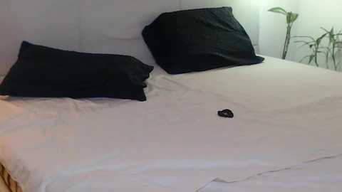 Media: Video of a neatly made bed with white sheets and a black heart-shaped pillow placed in the center. Two black pillows are against the headboard. A tall, green plant stands in the background.