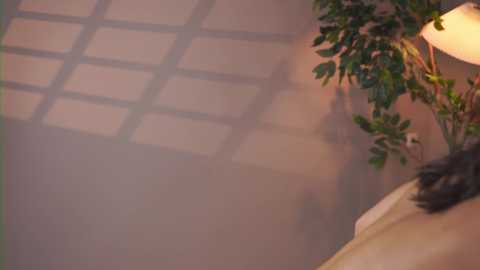 Media: Video of a dimly lit room with a large window casting grid shadows on a beige wall. A potted plant with green leaves and a lamp with a beige shade are visible.