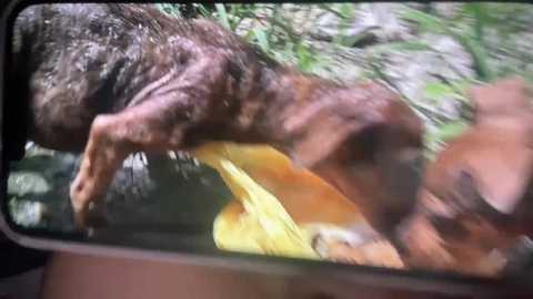 Media: A video shows a brown and white spotted dog, partially submerged in water, with a yellow and white duck in its mouth. The background features blurred greenery and a partially visible car windshield. The scene appears to be outdoors.