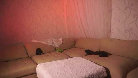 Media: A video depicts a beige sectional sofa with a black cat and a white blanket in a dimly lit room with patterned wallpaper.