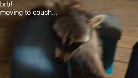 Media: A blurry video of a raccoon napping on a dark blue cushion, text overlay reads, \"ohh... moving to couch...\