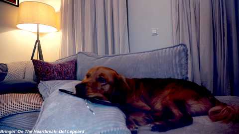 Media: Video of a brown and black dog sleeping on a light blue couch with striped cushions, surrounded by beige curtains and a lit floor lamp.