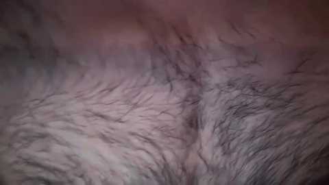 Media: Close-up video of human pubic hair, displaying a mix of coarse and fine strands in shades of gray and white, with a soft, textured appearance. No visible genitalia, focusing solely on the hair texture.