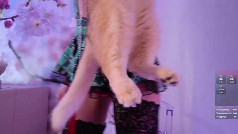 Media: Video of a person in a green plaid skirt, black thigh-high stockings, and black lace garter, with a fluffy white cat in the background.