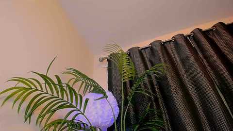 Media: A video featuring a cozy indoor setting with a beige wall, a large purple decorative light, and lush green ferns. Dark, patterned curtains with gold trim hang from the ceiling, adding a warm, textured ambiance.