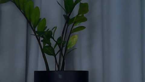 Media: Video of a potted plant with green leaves, brown stems, and a black pot. The background features soft, light-gray curtains. The image captures a simple, indoor setting with natural light.