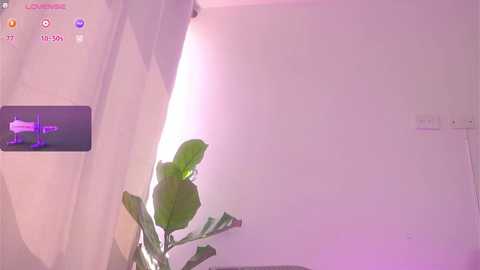 Media: A video captures a bright room with a large, green leafy plant in the foreground, a white wall, and a digital thermometer display showing 19.9\u00b0C.