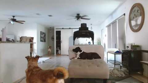 Media: A video of a bright, modern living room with beige furniture, a large dog, and a black cat.