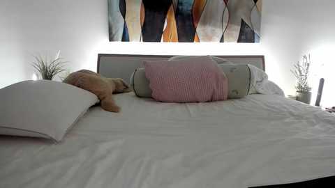 Media: Video of a modern bedroom featuring a white bed with a pink pillow, a brown cat curled up on the left, and a colorful abstract painting on the wall.