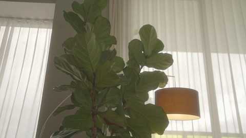 Media: Video of a green plant with broad leaves and a cylindrical lamp with a brown shade, both positioned in a bright, sunlit room with sheer white curtains and vertical blinds.