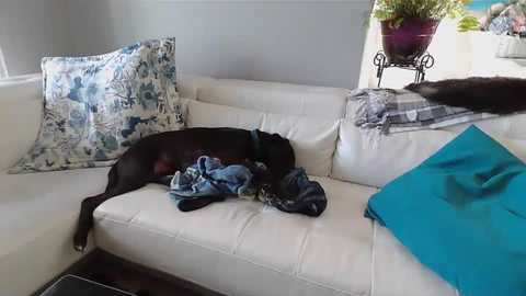 Media: Video of a black dog snoozing on a white leather couch, surrounded by a blue floral pillow, a turquoise blanket, and a pair of blue jeans.