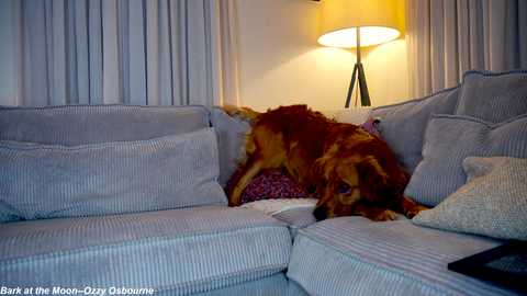 Media: Video of a golden retriever dog curled up on a light gray, patterned couch, surrounded by pillows, in a cozy living room with a floor lamp emitting warm light.