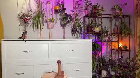 Media: Video of a white dresser with drawers, adorned with a realistic dildo on top. Behind, a wall covered in various hanging plants, including a macrame plant hanger, and a wooden shelving unit filled with potted plants, all bathed in purple and orange lighting.