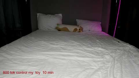 Media: A dimly-lit video of a plush white bed with a small, tan-colored dog curled up on a pillow. The room has a dark, minimalist decor with a faint pink accent light.