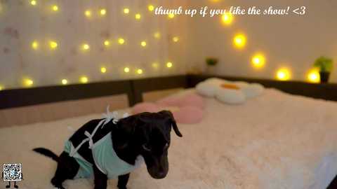 Media: A video of a black Labrador puppy wearing a light blue doggy diaper on a white bed with a beige blanket, surrounded by warm, glowing fairy lights and a plush toy.