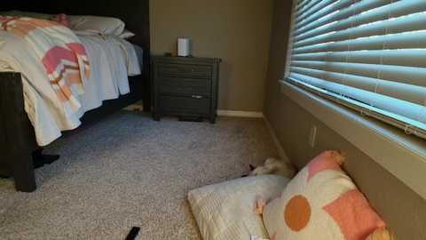 Media: Video of a cozy, well-lit bedroom with beige carpeting, a bed with white and pink comforter, a gray dresser, and a window with horizontal blinds. A small dog lies on a pillow in the foreground.