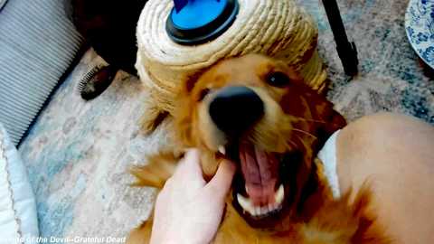 Media: Video of a golden retriever wearing a beige cat toy on its head, wagging its tail, with a person's hand petting its ear. Background includes a textured floor and a radiator.