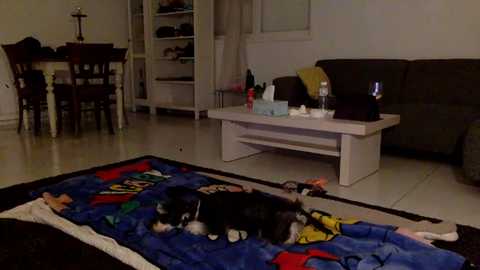 Media: Video of a cozy living room with a black and white cat sleeping on a colorful blanket in front of a white coffee table. The room features a brown couch, dining table, and shelves with books and decorations.