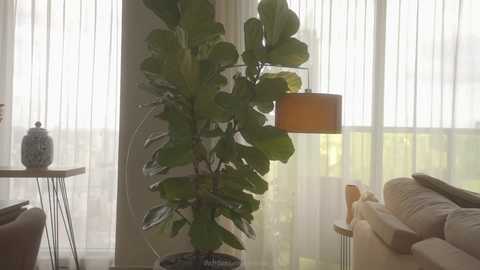 Media: A video of a well-lit, modern living room featuring a large fiddle leaf fig plant in a black pot, next to a beige sofa. A white lampshade hangs from the ceiling.