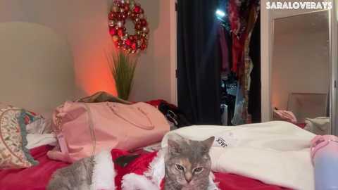 Media: A video of a cozy bedroom with a grey cat on a red bedspread, a pink handbag, a white pillow, and a festive wreath; warm lighting, clothes hanging, and a mirror visible.