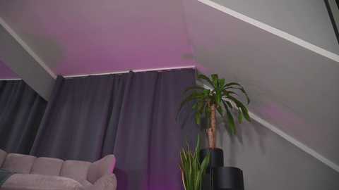 Media: Video of a modern living room with a gray sectional sofa, dark gray curtains, a tall green potted plant, and purple lighting.