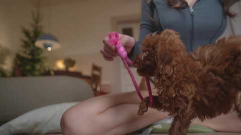 Media: Video of a woman in a blue zip-up hoodie and white shorts playing tug-of-war with a small, curly brown dog on a beige couch. Background shows a lit Christmas tree and a warm, cozy living room.