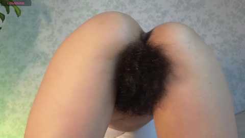 Media: A video of a woman's buttocks and pubic area, featuring a natural, untrimmed dark pubic hair. The skin is light-toned and smooth. The background shows a textured, light-colored wall.