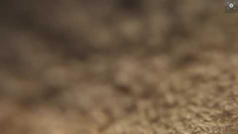 Media: A close-up video of a textured, beige carpet with blurred, indistinct background. The carpet fibers appear slightly raised, creating a rough, uneven texture. The overall image lacks sharp focus, emphasizing the tactile nature of the carpet.