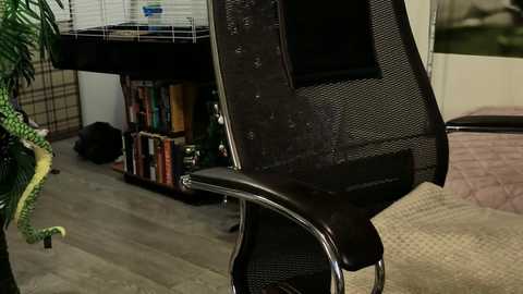 Media: Video of a dark mesh office chair in a home office setting, featuring a bookshelf with books, a potted plant, and a black cat lying on the floor.