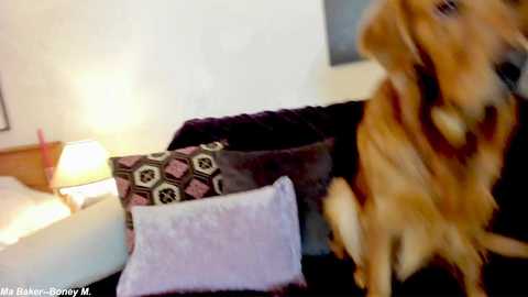 Media: Video of a golden retriever on a dark couch, surrounded by patterned pillows and a lit lamp. The dog is in mid-bark, eyes wide open, mouth open, and tongue out.