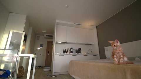 Media: Video of a small, modern apartment with a beige bed, white cabinets, a cat, a mirror, and a door.