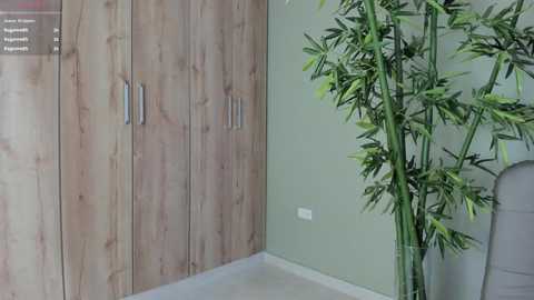 Media: A video of a modern interior featuring a wooden wardrobe with vertical panels and metallic handles, set against a mint green wall. A tall, green bamboo plant stands to the right, adding a natural element.