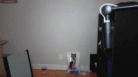 Media: A video of a messy living room with a black cat on a white box, a broken glass, and a black bookshelf against a plain white wall.