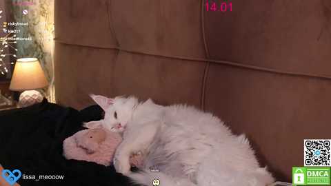 Media: Video of a white cat with fluffy fur sleeping on a brown suede headboard. The room features a bedside table with a lamp, and a QR code in the bottom right corner.