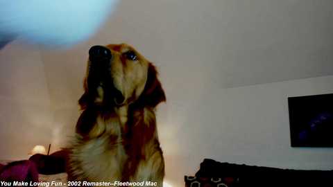 Media: A video of a golden retriever with a light brown and black coat, ears perked up, standing in a dimly lit room with a television in the background. The dog appears to be looking up.