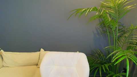 Media: A video of a modern, minimalist living room featuring a beige sofa with a white throw pillow against a dark gray wall. A large, green potted plant with long, slender leaves stands beside the sofa.