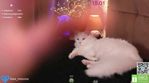 Video of a fluffy white cat sleeping on a black sofa, surrounded by warm ambient lighting and a colorful, abstract wall art.