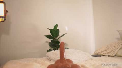 Video of a realistic, life-sized, erect, uncircumcised, brown-colored dildo mounted on a white, fluffy rug in a minimalist room with beige walls, a potted plant, and a knitted pillow.