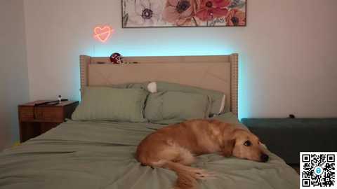 Media: Video of a golden retriever sleeping on a green bedspread, surrounded by green pillows, in a cozy bedroom with a wooden headboard, a heart-shaped neon light, and floral artwork.