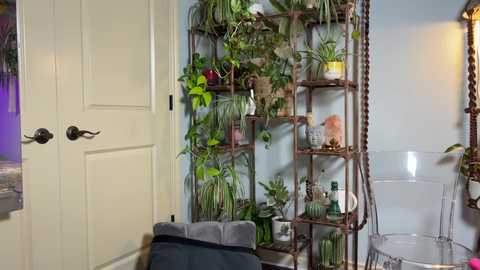 Media: A video of a stylish, plant-filled corner of a room featuring a beige door, a metal plant stand with various greenery, a clear chair, and a gray cushioned couch.