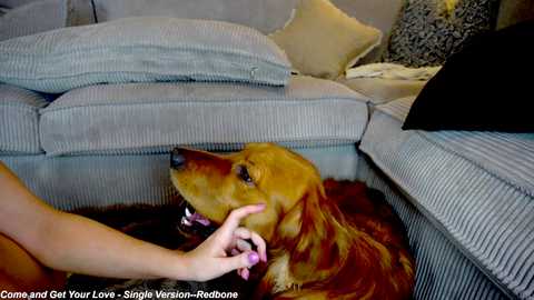 Video of a golden retriever licking a woman's hand, sitting on a gray sectional sofa with beige cushions and a black pillow.