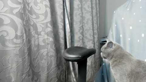 Media: A video of a grey cat sitting on a black cat tree, staring at a window with white, patterned curtains and a light blue wall, in a modern, minimalist room.