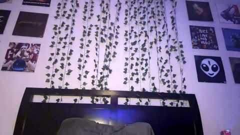 Media: Video of a bedroom wall adorned with black wooden frames holding various posters, including a panda and \"We Are The Champions\" poster. A string of green ivy vines hangs from the ceiling, adding a natural touch.
