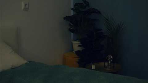 Media: A dimly lit video of a bedroom corner showing a black cat sitting on a bed, a potted plant, and a nightstand with a lamp and a book.