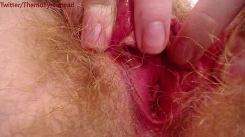Media: Video of a close-up of a Caucasian woman's vulva, showing pubic hair, labia, and a finger gently spreading the labia.