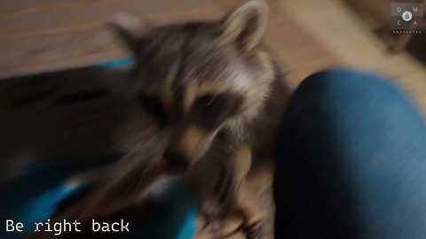 Media: Video of a raccoon peering from behind a blue car, with text overlay: \"Be right back.\" The raccoon has a distinctive black mask and dark fur, while the car's metallic surface reflects light.