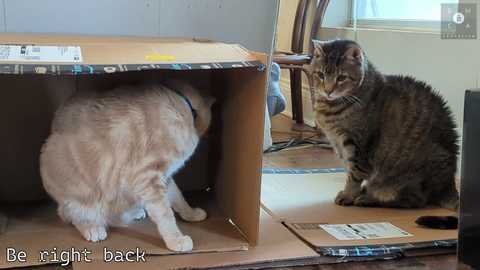 Media: A video shows a fluffy white cat and a striped tabby cat inside an open cardboard box, with the tabby looking concerned. The room has beige walls, a wooden floor, and a window.