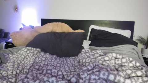 A video of a messy bedroom with a large, beige teddy bear partially hidden under a rumpled bedspread featuring a black and white geometric pattern. The bed has a dark wooden headboard, and a white lamp with a purple shade is on the left side.